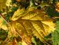 Preview: Corylus avellana Heterophylla - gelbes Herbstlaub