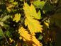 Preview: Gelbe Herbstfärbung der geschlitztblättrigen Haselnuss