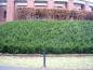 Preview: Buchsbaum, Buxus sempervirens arborescens