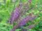Preview: Blüte von Amorpha canescens