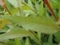 Preview: Klotpil, Bollpil, Salix fragilis Bullata