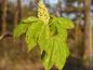 Preview: Junge Blätter der Aesculus carnea Briotii