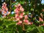 Preview: Rote Blütenpracht im Frühjahr - Aesculus carnea Briotii