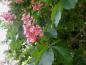 Preview: Hübsche pinke Blüten der Rotblühenden Rosskastanie