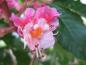 Preview: Scharlachrosskastanie - Nahaufnahme der rosaroten Blüte
