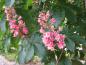 Preview: Scharlachrosskastanie: Rosa Blüten im Mai