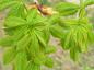 Preview: Scharlachkastanie, Rotblühende Kastanie (Aesculus carnea Briotii) - frischer grüner Blattaustrieb