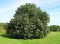 Preview: Scharlachkastanie, Rotblühende Kastanie (Aesculus carnea Briotii) als ausgewachsener Baum