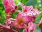 Preview: Eine Nahaufnahme einer Einzelblüte von Aesculus carnea Briotii