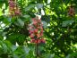 Preview: Ein einzelner Blütenstand bei der Rotblühenden Kastanie (Aesculus carnea Briotii)