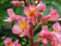 Preview: Ein Ausschnitt einer zarten scharlachroten Einzelblüten bei der Scharlachkastanie (Aesculus carnea Briotii)