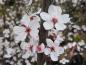 Preview: Zartrosa Blüten der Purpurschlehe