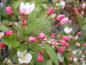 Preview: Malus Bob White, Prydnadsapel Bob White