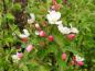 Preview: Malus Bob White, Prydnadsapel Bob White