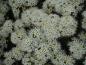 Preview: Die weiße Blüte von Ledum groenlandicum Helma erscheint im Mai/Juni