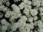 Preview: Ledum groenlandicum Helma in voller Blüte