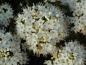 Preview: Die weiße Blüte von Ledum groenlandicum Helma im Mai/Juni