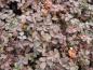 Preview: Stachelnüßchen Kupferteppich