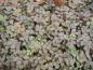 Preview: Laub vom Stachelnüßchen Kupferteppich
