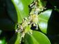 Preview: Großblättrigen Buchsbaum,Buxus sempervirens Rotundifolia mit Blüte