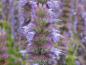 Preview: Agastache rugosa Blue Fortune: Blütendetail