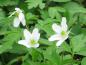 Preview: Buschwindröschen - weiße Blüten