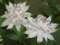 Preview: Weiße Blüten: die schattenliebende Sterndolde - Astrantia major