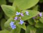 Preview: Kaukasus-Vergißmeinnicht, Brunnera macrophylla