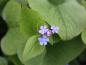 Preview: Kaukasus-Vergißmeinnicht, Brunnera macrophylla