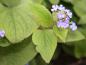 Preview: Kaukasus-Vergißmeinnicht, Brunnera macrophylla