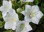 Preview: .Campanula carpatica Weiße Clipps