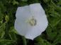 Preview: .Campanula carpatica Weiße Clipps