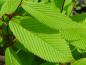 Preview: Laub von Acer carpinifolia