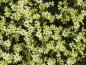 Preview: Voll in Blüte: Coreopsis verticillata Moonbeam