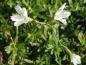 Preview: Dianthus deltiodes Albus