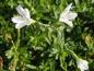 Preview: .Dianthus deltoides Albus