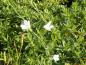 Preview: .Dianthus deltoides Albus