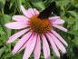 Preview: Scheinsonnenhut Magnus - beliebt bei Insekten