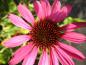 Preview: .Echinacea purpurea Magnus