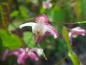 Preview: Nahaufnahme der filigranen Blüte der Roten Elfenblume