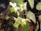 Preview: .Epimedium versicolor Sulphureum in Blüte