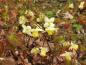 Preview: Schwefelfarbige Elfenblume - gelbe Blüten und roter Blattaustrieb