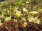Preview: Im Frühjahr blüht die Schwefelfarbige Elfenblume gelb.