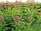 Preview: .Eupatorium fistulosum Riesenschirm in sommerlicher Blüte