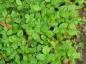 Preview: Fragaria vesca var. vesca als bodendeckendes Gartenelement