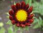 Preview: Die noch halb geöffnete Blüte von Gaillardia grandiflora Burgunder