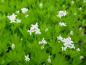 Preview: Weiße Blüten und hellgrünes Laub - schöner Kontrast beim Waldmeister.