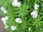 Preview: Galium odoratum in Blüte