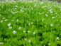 Preview: Weißer Blütenteppich im Mai - Waldmeister