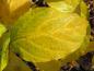 Preview: Die leuchtend gelben Blätter sind im Herbst ein Hingucker: Calycanthus floridus.